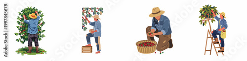 Set of illustrations depicting male farmers harvesting ripe coffee berries from coffee trees on a plantation.