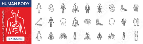 Human Body Anatomy Thin Line Icon Set
