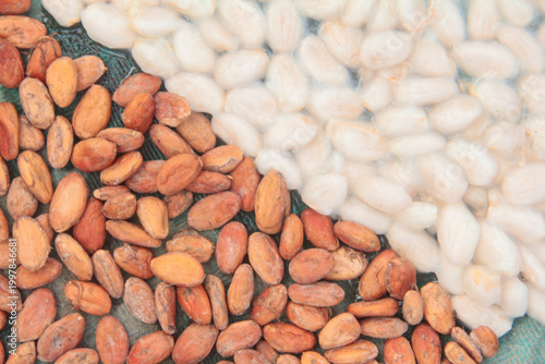 A high-angle, split-composition photograph showing a direct comparison between fresh wet cocoa beans covered in white mucilage and dried fermented cocoa beans