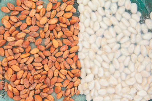 A high-angle, split-composition photograph showing a direct comparison between fresh wet cocoa beans covered in white mucilage and dried fermented cocoa beans