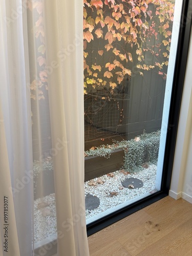 Foto Sheer curtain framing garden view with white stones and autumn ivy outdoors