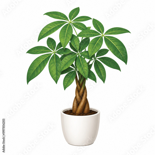 Braided money tree in white pot. eps