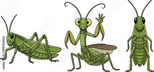 Colorful Cartoon Bugs Grasshopper Praying Mantis and Katydid in Various Poses