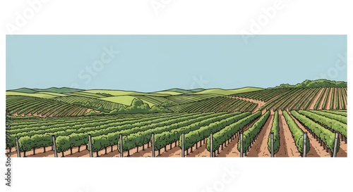 Wide panoramic illustration of a rolling vineyard landscape with symmetrical rows of grapevines on trellises, green undulating hills, and clear sky in a stylized graphic hand-drawn style.
