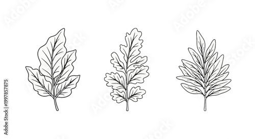 Set of three minimalist hand-drawn botanical leaves with black outlines including oak and pointed foliage types, isolated on a plain white background for design elements.