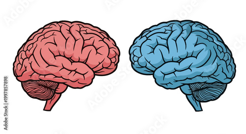 Vector illustration of two human brains side by side on white background, one pink and one blue, showing the cerebral cortex, cerebellum, and brainstem in a detailed flat graphic style.