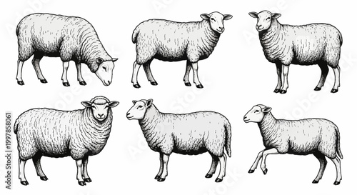 Vintage black and white hand-drawn illustration set of six domestic sheep in different poses, including grazing and standing, featuring detailed wool textures in an engraved style.