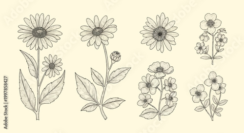 Vintage botanical line art collection featuring various hand-drawn wildflowers including daisies and floral sprigs with detailed engraving style shading on a neutral cream background.
