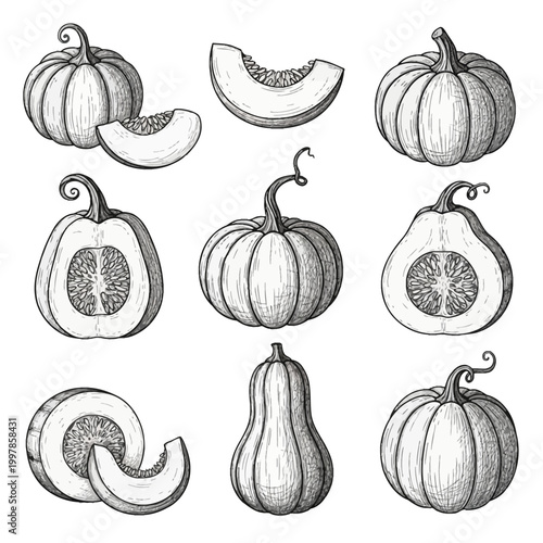 Collection of hand-drawn pumpkin and squash sketches in vintage botanical style. Includes whole, halved, and sliced variations with detailed seeds and pulp. Black ink line art on white.