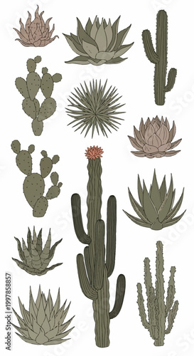Stylized botanical collection of various desert plants featuring saguaro cacti, prickly pear, agave, and succulents with muted earth tones and black outlines on a white background.