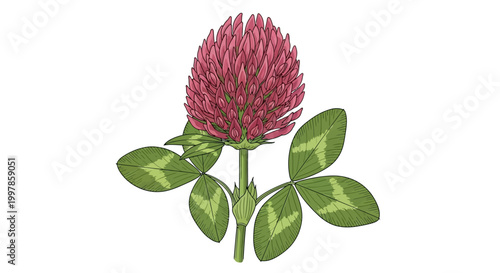 Red clover flower illustration