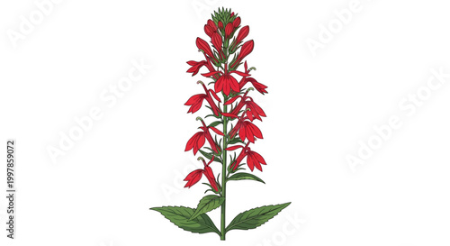 Red cardinal flower botanical illustration on white background