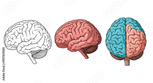 Set of three human brain illustrations featuring a black and white line art side profile, a color-shaded anatomical side view, and a frontal view with distinct blue and red hemispheres.