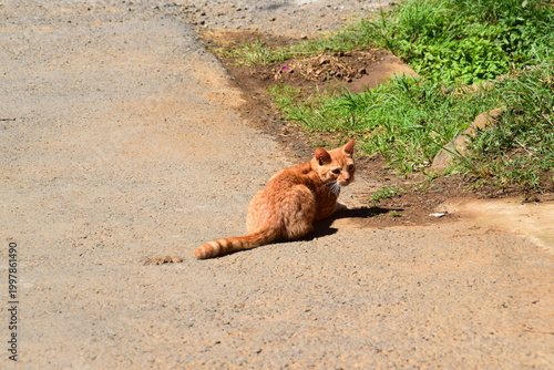 Photos Stray cat in small village of Costa Rica