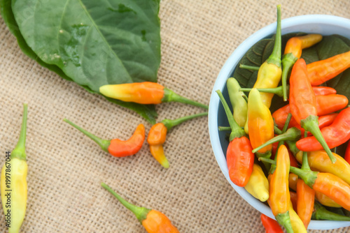 Foto Bird's Eye Chili peppers (Capsicum frutescens) appearing to spill out from a light blue ceramic bowl