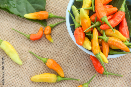 Fotografi Bird's Eye Chili peppers (Capsicum frutescens) appearing to spill out from a light blue ceramic bowl