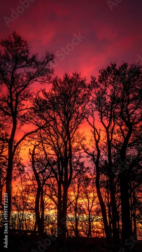 Silhouette trees against a vibrant sky. Red, orange, and yellow hues blend as light filters through the branches, creating a dramatic landscape