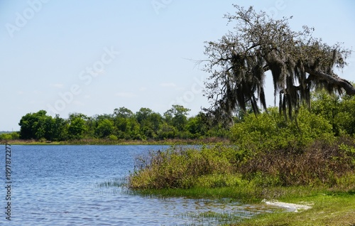 Calm blue water borders lush vegetation and a large tree draped with hanging Spanish moss near Lake Manatee State Park, Bradenton, Florida, U.S