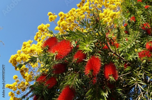 Bright red Bottlebrush and yellow Golden Trumpet flowers contrast sharply against a bright blue sky.