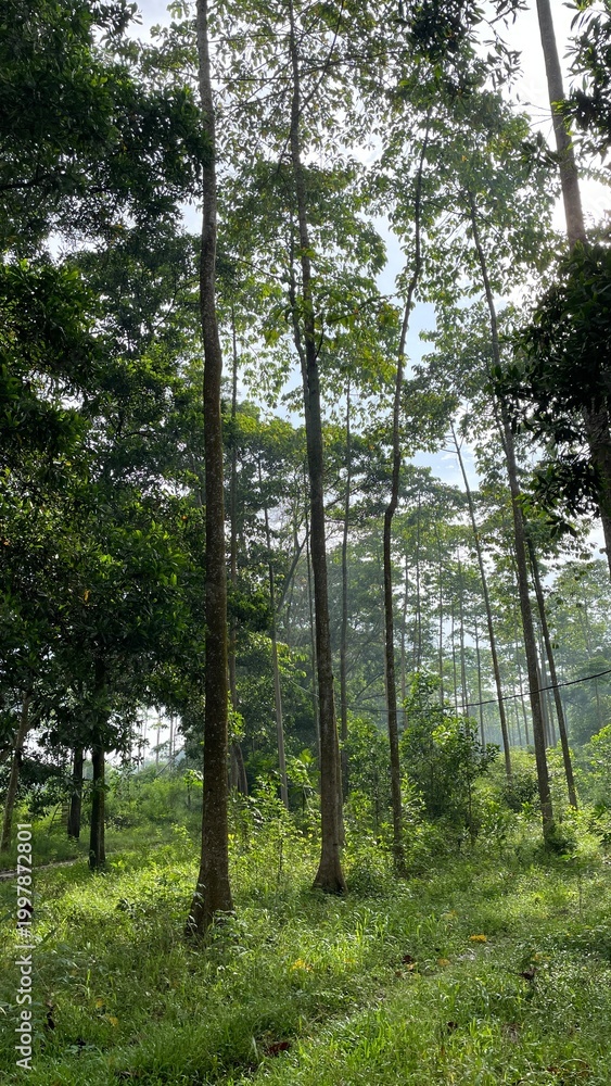 Fototapeta premium Tall Trees in a Lush Forest with Dense Green Foliage and Natural Woodland Atmosphere