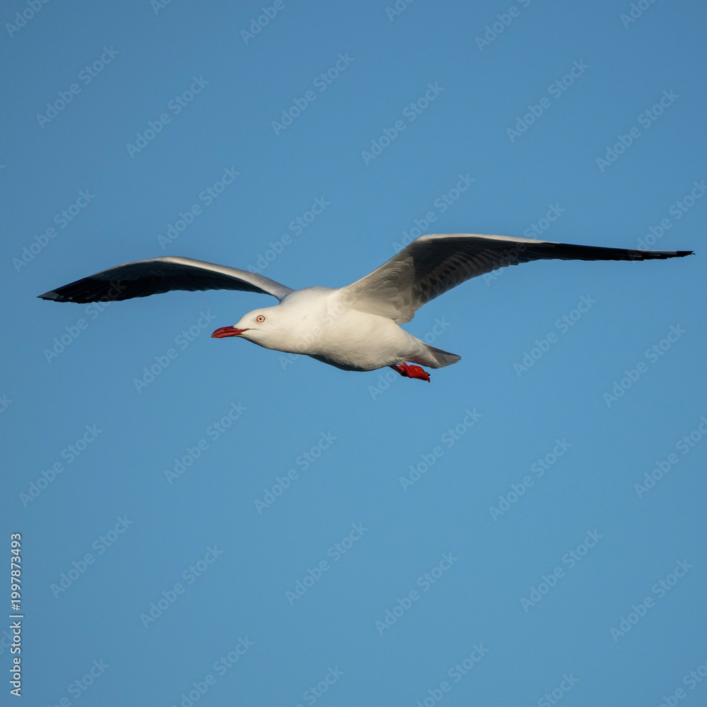 Obraz premium Silver gull or Chroicocephalus novaehollandiae