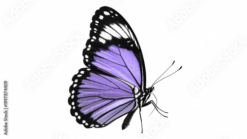 Colorful swallowtail butterfly insect with vibrant wings isolated on white background for garden nature design