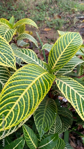 Zebra Plant Leaves Close Up with Striped Pattern and Vibrant Green Tropical Foliage Texture