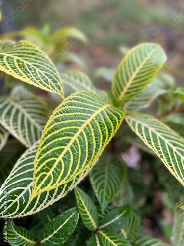 Zebra Plant Leaves Close Up with Striped Pattern and Vibrant Green Tropical Foliage Texture