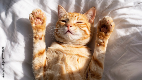 A beautiful portrait of a cute young orange tabby kitten with green eyes and fluffy fur being held gently in human hands as a domestic pet animal