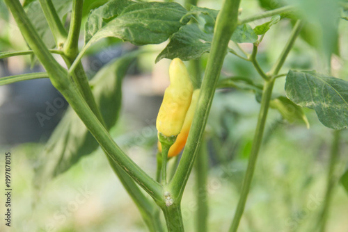 Obraz na plátně A vibrant close-up photograph featuring bright ripe red Bird's Eye Chili peppers (Capsicum frutescens) hanging amongst lush green leaves