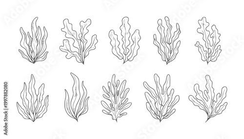 Hand drawn collection of diverse seaweed plant in style kelp algae ocean
