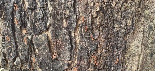 A red ant is crawling on the tree.