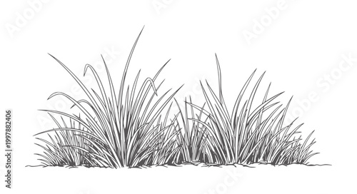 Of tall grass blades in varying heights and directions botanical nature green