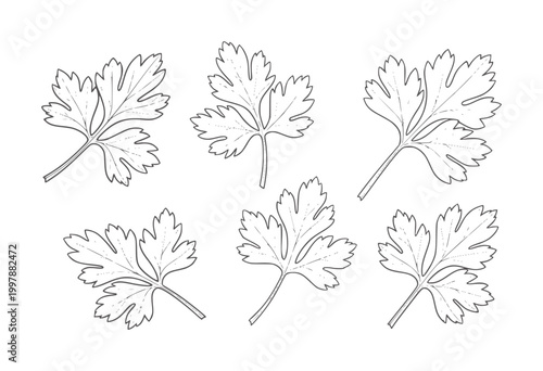 Six hand drawn parsley leaves arranged in two rows white herb leaf green food