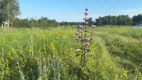 Tall wild betony plant with pink flowers blooming in sunny Siberian meadow, surrounded by yellow wildflowers and green grass in summer.