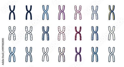Canvastavla Chromosomes in a genetic sequence.