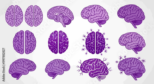 Purple Brain Illustrations Medical Anatomy.