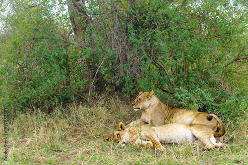 Fotografija Pair of lionesses resting with eyes slightly open in the shade, a common sight o