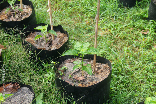 Photos A high-angle shot of young Bird's Eye Chili plants (Capsicum frutescens) growing in black polybags neatly arranged on a grassy area