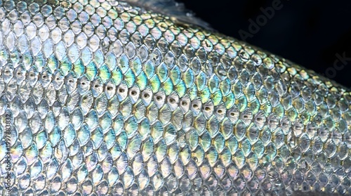 Close-up of shiny fish scales.