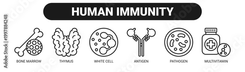 Human Immunity web banner icon vector illustration concept with icons of bone marrow, thymus, white cell, antigen, pathogen, and multivitamin.