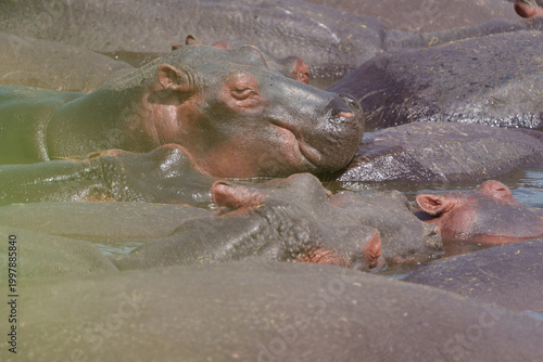 Obraz na płótnie Hippopotamus or Hippopotamus amphibius wallowing in pool