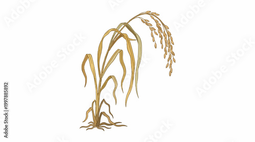 Detailed vector of a ripe golden rice plant, complete with roots and a heavy head of mature grains, symbolizing a bountiful harvest and the core of global agriculture and staple food production