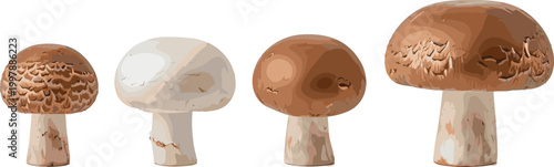 Mushroom varieties vector illustration set with realistic edible fungi, brown and white champignon collection, natural organic food elements isolated on white background