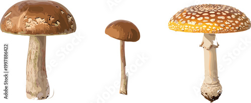 Mushroom Set with Edible and Toxic Varieties Including Forest Fungi, Toadstool, and Wild Mushrooms for Nature, Botany, and Organic Illustration Design