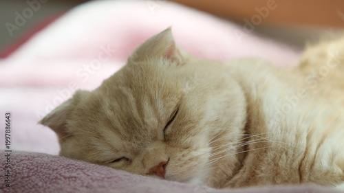 昼寝中の子猫