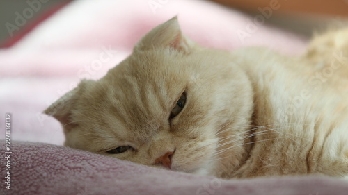眠い子猫