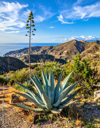 Sunny day on a hillside overlooking the ocean, showcasing spiky desert plant life, mountains, and a blue sky