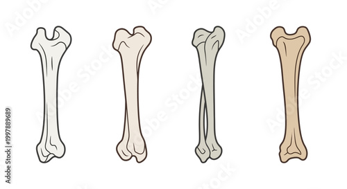 Photos Four Different Animal Bones Isolated on White Background
