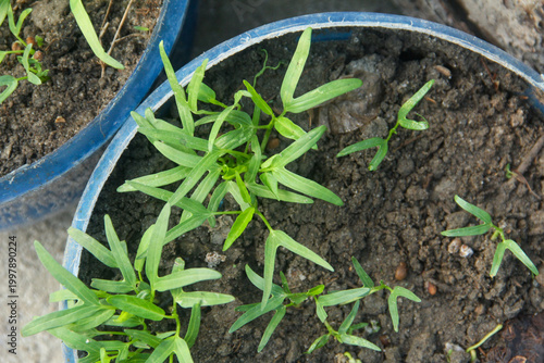 A high-angle, top-down perspective of thriving Water Spinach (Ipomoea aquatica) plants growing in twin repurposed blue containers
